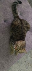 Obraz premium Gray tabby cat lying on the bed