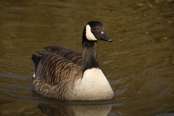 Canada Goose Swimming 06/03/25