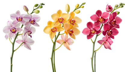 Fototapeta premium set of orchid bouquets with different colors flowers, on white background