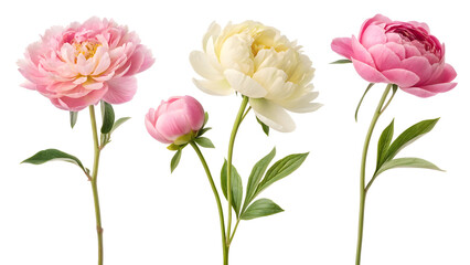 set of peony bouquets with different colors flowers, on white background