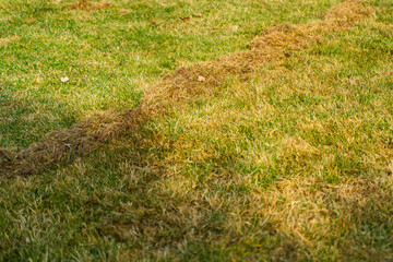 Amount of dry grass after raking the lawn after winter. Lawn care in spring