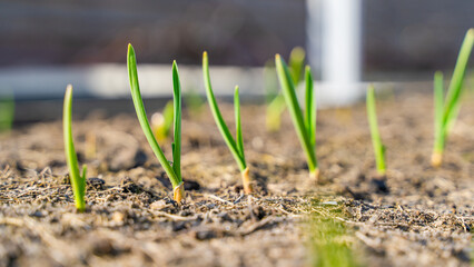 Young garlic sprouted in early spring on the vegetable garden bed close-up. Fresh green sprouts in the garden