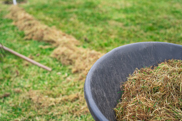 The process of cleaning the lawn in spring. Garden wheelbarrow with dry grass close-up on the lawn...