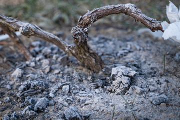 The soil where grapes grow is fertilized with ash in winter. Grape stems in winter