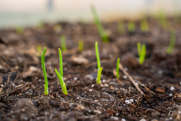 Freshly sprouted onions close-up on a bed in a greenhouse
