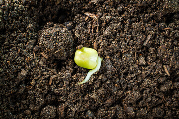Pea seeds germinating in the ground close-up. Embryonic roots and leaves. Beginning of the...