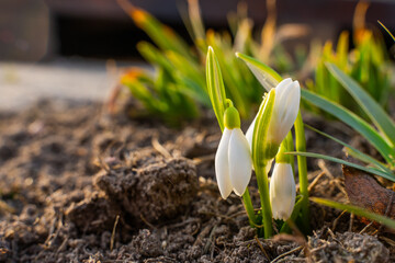 White snowdrops growing close-up