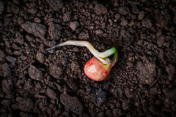 Pea seeds germinating in the ground close-up. Embryonic roots and leaves. Beginning of the...
