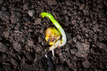 Pea seeds germinating in the ground close-up. Embryonic roots and leaves. Beginning of the...