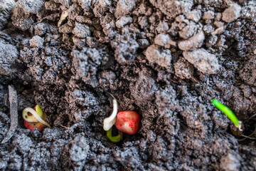 Germinated seeds sprouting from soil close-up, top view