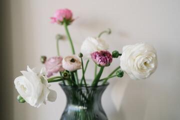 Close up of a Bouquet of pink and white ranunculus flowers in a glass blue vase