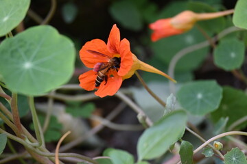 Obraz premium Honey bee collecting pollen from flower. A close up of a bright orange nasturtium flower with a bee gathering pollen in its center. wildlife.