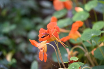 Honey bee collecting pollen from flower. A close up of a bright orange nasturtium flower with a bee gathering pollen in its center. wildlife.