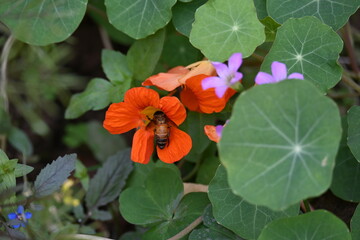 Honey bee collecting pollen from flower. A close up of a bright orange nasturtium flower with a bee gathering pollen in its center. wildlife.