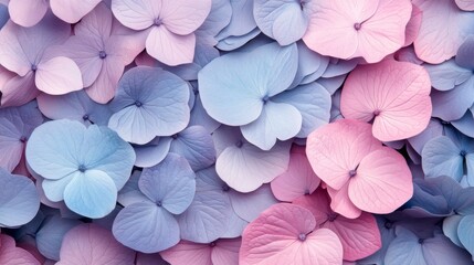 Pastel Pink Purple Blue Hydrangea Petals Texture Background