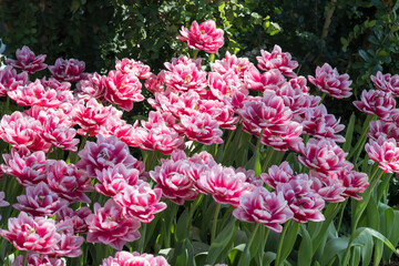 Beautiful blooming tulips in the park.