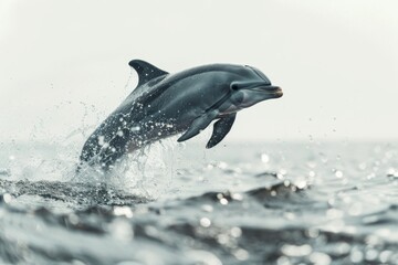 Lively dolphin jumping high