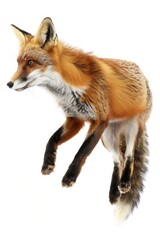 Fototapeta premium Lively Fox Chasing Its Tail