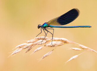 Libelle blau