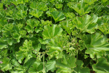 Fototapeta premium Giardino