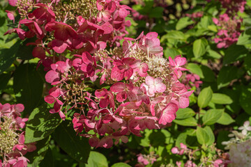 Summer pink hydrangea flower