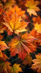 Obraz premium Captivating Autumn Maple Leaves: A Vibrant Display of Nature's Palette in Warm Orange and Yellow Hues