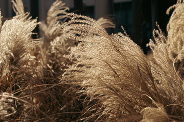 Abstract natural background of soft plants Cortaderia selloana. Frosted pampas grass on a blurry...