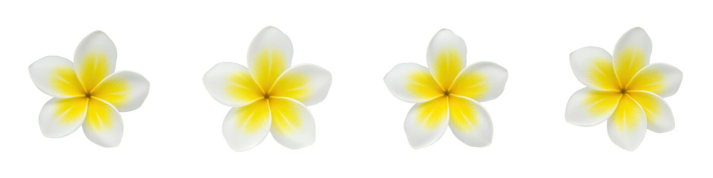 White and Yellow Tropical Flower, Cut Out Set