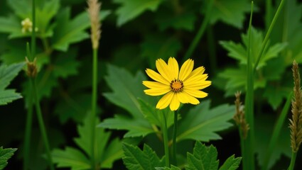Creeping-oxeye flower in Yellow Bay against a backdrop of green leaves.