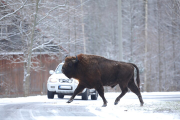 Żubr (Bos bonasus), wisent © Bartosz Rakoczy