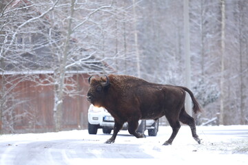 Żubr (Bos bonasus), wisent © Bartosz Rakoczy
