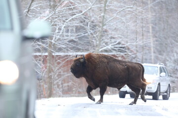 Żubr (Bos bonasus), wisent © Bartosz Rakoczy