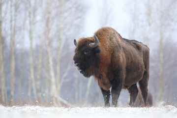 Żubr (Bos bonasus), wisent © Bartosz Rakoczy