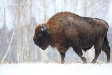 Żubr (Bos bonasus), wisent © Bartosz Rakoczy