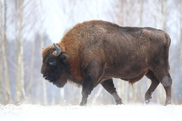 Żubr (Bos bonasus), wisent © Bartosz Rakoczy