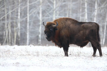 Żubr (Bos bonasus), wisent © Bartosz Rakoczy