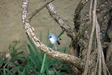 Mauritius Grey White-eye with hair in its beak, Mauritius
