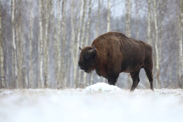 Żubr (Bos bonasus), wisent © Bartosz Rakoczy