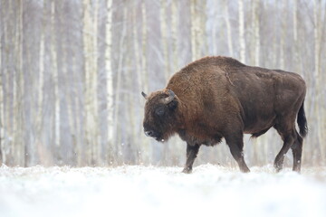 Żubr (Bos bonasus), wisent © Bartosz Rakoczy
