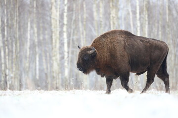Żubr (Bos bonasus), wisent © Bartosz Rakoczy