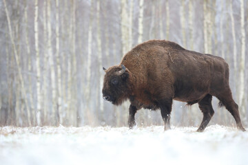 Żubr (Bos bonasus), wisent © Bartosz Rakoczy
