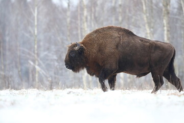 Żubr (Bos bonasus), wisent