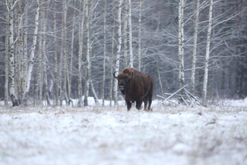 Żubr (Bos bonasus), wisent © Bartosz Rakoczy