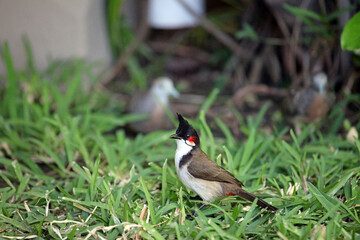 Red-Whiskered Bulbul, Mauritius
