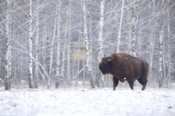 Żubr (Bos bonasus), wisent © Bartosz Rakoczy