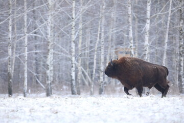 Żubr (Bos bonasus), wisent © Bartosz Rakoczy