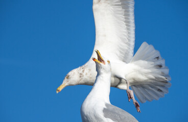 A seagull squawking as another gull flies by against a blue sky background. 