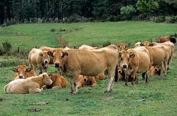 Vache Aubrac, Parc Naturel Régional de l'Aubrac, France