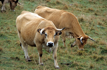 Fototapeta premium Vache Aubrac, Parc Naturel Régional de l'Aubrac, France