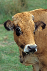 Vache Aubrac, Parc Naturel Régional de l'Aubrac, France